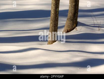 L'albero ombra nella neve, il Great Swamp National Wildlife Refuge, New Jersey. Foto Stock
