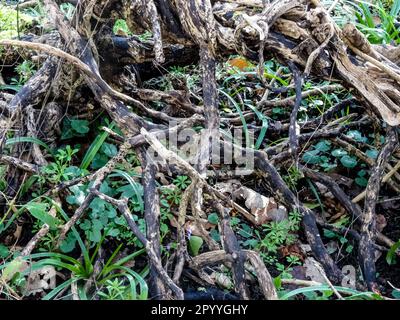 Il caos naturale, l'intimo bosco inglese mostra motivi e texture nell'ambiente Foto Stock