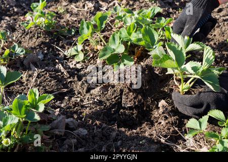 Le mani piantano una piantagione di fragole in terra di letto da giardino. Giardinaggio, agricoltura, piantando bacca domestica. Foto Stock