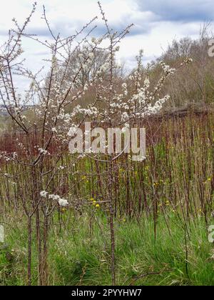 Il caos naturale, l'intimo bosco inglese mostra motivi e texture nell'ambiente Foto Stock