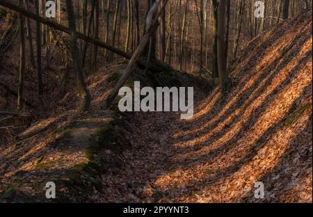 Un sentiero si snoda attraverso un lussureggiante paesaggio boschivo ricoperto da uno strato di vivaci foglie autunnali Foto Stock