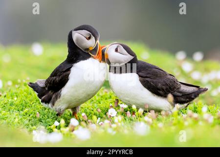 Le pulcinelle di mare arrivano per la stagione riproduttiva sull'isola di Skomer Foto Stock