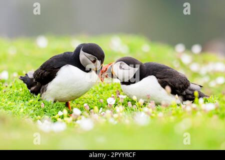 Le pulcinelle di mare arrivano per la stagione riproduttiva sull'isola di Skomer Foto Stock