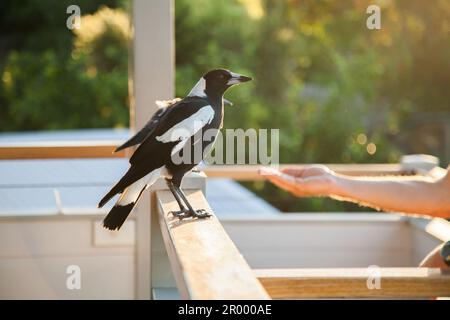 la mano si allunga per dare da mangiare agli uccelli selvatici sul balcone in luce dorata Foto Stock