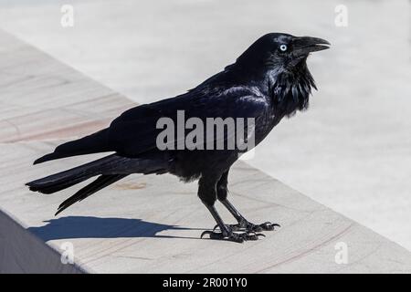 Australian Raven arroccato su un muro di pietra Foto Stock