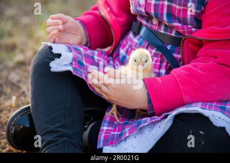 bambina che tiene una bambina di un giorno in fattoria Foto Stock