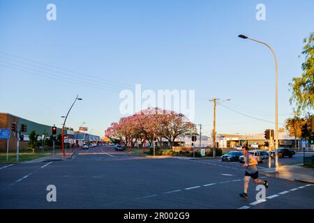 Jogger che corre sulla strada al semaforo al tramonto a Singleton con alberi di jacaranda che fioriscono lungo la strada Foto Stock