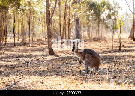 Paddock australiano asciutto con wallaby riposato all'ombra sotto gli alberi di eucalipto Foto Stock