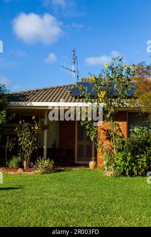 Casa con gigantesca pianta di girasole che cresce nel giardino davanti alla porta Foto Stock