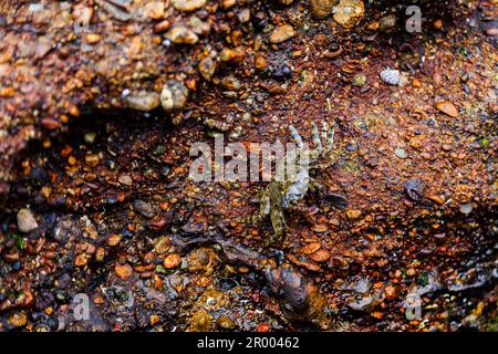 Granchio colorato sulle rocce al mare australiano Foto Stock