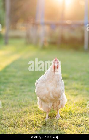 Gallina bianca in giardino verde Foto Stock