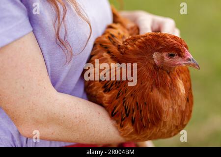 Persona che tiene la gallina marrone all'aperto nel cortile Foto Stock