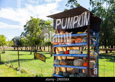 La zucca coltivata in fattoria si trova sul lato della strada, nella campagna australiana del nuovo Galles del Sud, con prodotti freschi Foto Stock