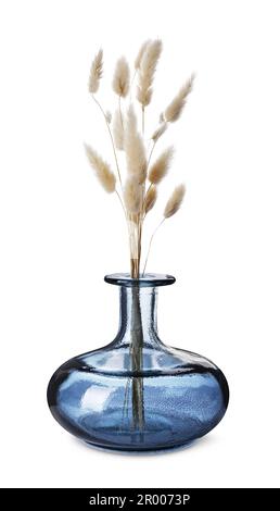 Bel vaso blu con piante decorative secche e soffici isolate su bianco Foto Stock