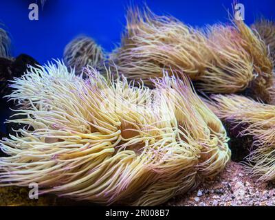 Molti bellissimi anemoni tropicali in acquario pulito Foto Stock