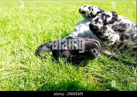 Nero e bianco cocker spaniel essere giocoso in erba, cane capovolto Foto Stock