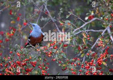 Maschio della Blue Rock Thrush (Monticola solitarius philippensis) in Giappone Foto Stock