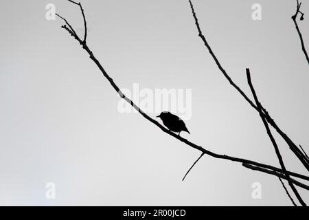 Silhouette di un piccolo uccello arroccato su un ramo di albero nel Nord Sulawesi, Indonesia. Foto Stock