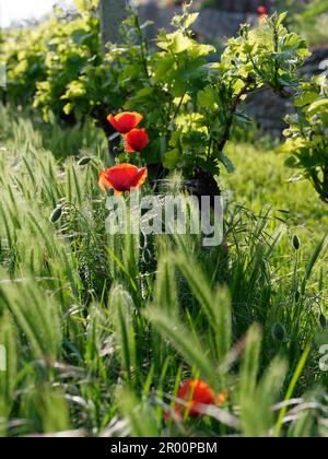 Vitigno biologico Les Gramges in primavera a Nus, Valle d'Aosta, NW Italia. Papaveri che crescono accanto alle viti. Foto Stock