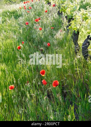 Vitigno biologico Les Gramges in primavera a Nus, Valle d'Aosta, NW Italia. Papaveri che crescono accanto alle viti. Foto Stock