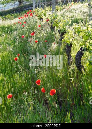 Vitigno biologico Les Gramges in primavera a Nus, Valle d'Aosta, NW Italia. Papaveri che crescono accanto alle viti. Foto Stock