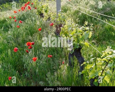 Vitigno biologico Les Gramges in primavera a Nus, Valle d'Aosta, NW Italia. Papaveri che crescono accanto alle viti. Foto Stock