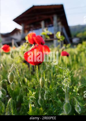 Vitigno biologico Les Gramges in primavera a Nus, Valle d'Aosta, NW Italia. Papaveri con cascina dietro con un bicchiere. sala da pranzo rivestita di pannelli Foto Stock