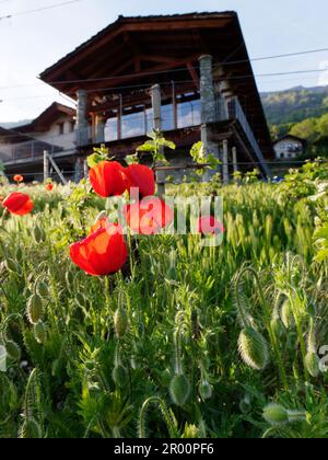 Vitigno biologico Les Gramges in primavera a Nus, Valle d'Aosta, NW Italia. Papaveri con cascina dietro con un bicchiere. sala da pranzo rivestita di pannelli Foto Stock