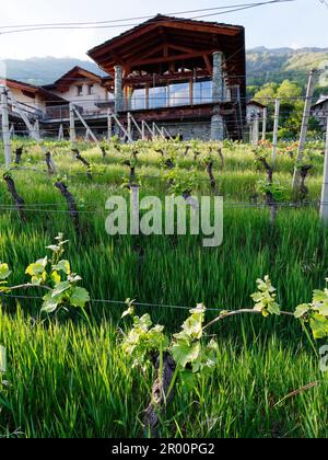 Vitigno biologico Les Gramges in primavera a Nus, Valle d'Aosta, NW Italia. Fattoria con sala da pranzo con facciata in vetro dietro Foto Stock