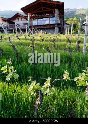 Vitigno biologico Les Gramges in primavera a Nus, Valle d'Aosta, NW Italia. Fattoria con sala da pranzo con facciata in vetro dietro Foto Stock