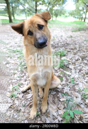 Un cane che guarda la telecamera