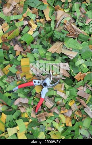 Cesoia da giardino su foglie tagliate a mucchio che preparano per fertilizzante organico. Trasformazione del materiale biodegradabile in terreno fertile. Foto Stock