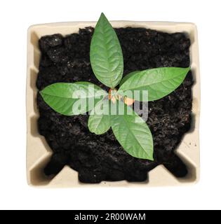 Albero di avocado giovane piantato in pasta di carta riciclata stampo isolato su sfondo bianco. Concetto di riciclaggio. Foto Stock