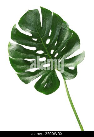 Foglia tropicale di Monstera con gocce d'acqua isolate su sfondo bianco. Foto Stock