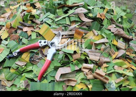 Cesoia da giardino su foglie tagliate a mucchio che preparano per fertilizzante organico. Trasformazione del materiale biodegradabile in terreno fertile. Foto Stock