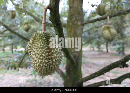 Frutta fresca dura su albero in giardino duriano. Foto Stock