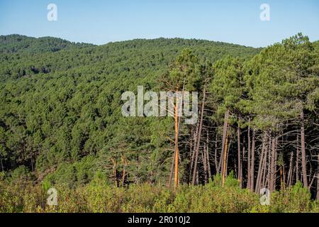 boca Autónoma , Pinus sylvestris,navaleno, Soria, Comunidad de Castilla, Spagna, Europa Foto Stock