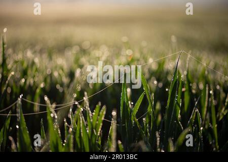 Bornheim, Germania. 06th maggio, 2023. La rugiada mattutina è vista su gambi di grano e fili di ragno in un campo vicino a Bornheim. Credit: Thomas Banneyer/dpa/Alamy Live News Foto Stock