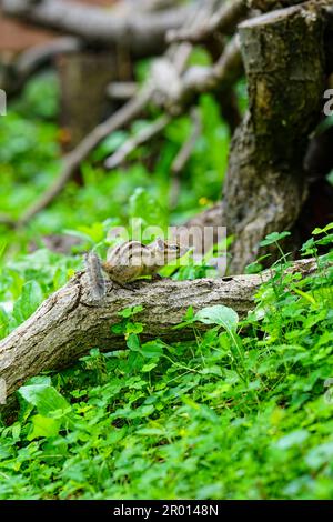 Simpatici cippini attivi nella foresta Foto Stock