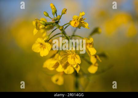 Bornheim, Germania. 06th maggio, 2023. Le gocce d'acqua della rugiada mattutina sono immerse in una luce calda dal sole che sorge su un fiore di colza in un campo. Credit: Thomas Banneyer/dpa/Alamy Live News Foto Stock