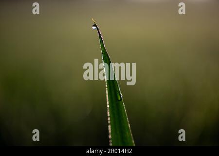 Wesseling, Germania. 06th maggio, 2023. La rugiada mattutina è vista su gambi di grano in un campo vicino a Bornheim. Credit: Thomas Banneyer/dpa/Alamy Live News Foto Stock