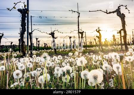 Langenlois: Vigneto, testa di fiore dente di leone composto da numerosi piccoli fiori, tramonto a Waldviertel, Niederösterreich, bassa Austria, Austria Foto Stock