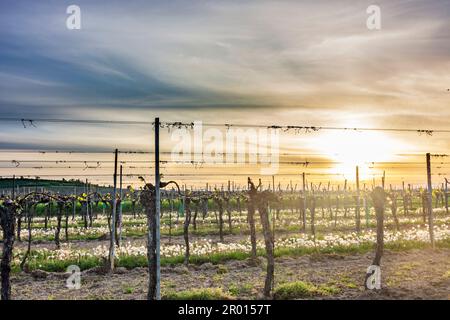 Langenlois: Vigneto, testa di fiore dente di leone composto da numerosi piccoli fiori, tramonto a Waldviertel, Niederösterreich, bassa Austria, Austria Foto Stock