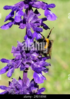 Macro arancio e nero bumblebee (Bombus terrestris) che si nutrono di fiori di salvia blu Foto Stock