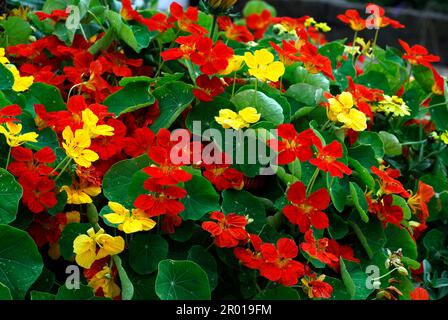 Nasturzi rossi e gialli fioriti (Tropaeolum majus) in giardino francese Foto Stock