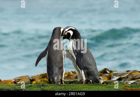 Un gruppo di pinguini magellanici si è riunito su una spiaggia sabbiosa nelle Isole Falkland. Foto Stock