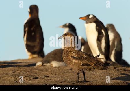 Falkland skua in attesa di rubare un pulcino di pinguini vicino alla colonia di pinguini gentoo nelle Isole Falkland. Foto Stock