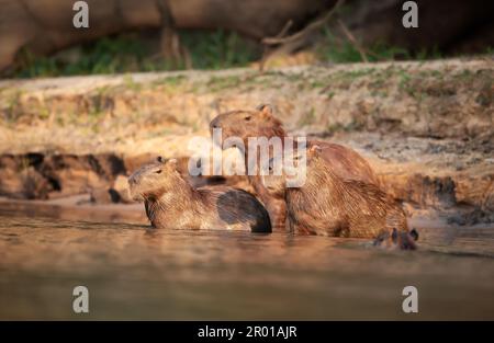 Gruppo di Capybaras su una riva del fiume, Pantanal Sud, Brasile. Foto Stock