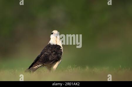 Primo piano di una caracara a testa gialla (Milvago chimachima) in piedi su un'erba verde, Pantanal Sud, Brasile. Foto Stock