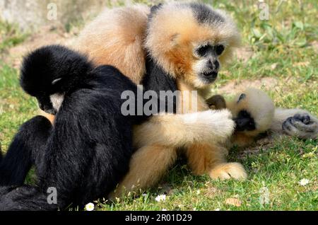 Closeup nero e oro crested Gibbon (Hylobates Concolor o Nomascus Concolor,), seduta su erba Foto Stock